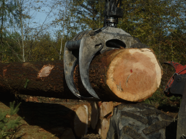 Douglasie – Rundholz – LKW-Ladung – Bild 3