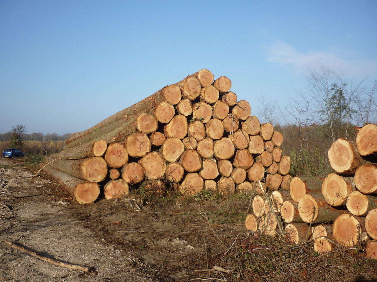 Douglasie – Rundholz – LKW-Ladung